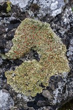 Stonewall rim lichen