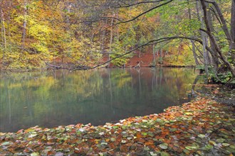 Fallen autumn leaves floating in water of the River Pinnau flowing through deciduous forest showing fall colours