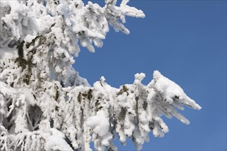Branches of spruce tree covered in white hoar frost