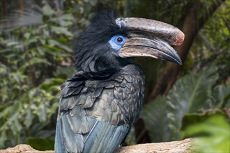 Black-casqued hornbill