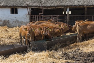 Cows at a farmstead