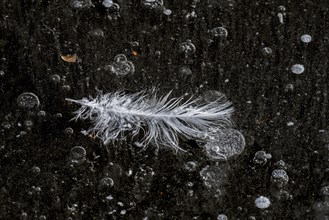 White feather and frozen air bubbles in natural ice of pond