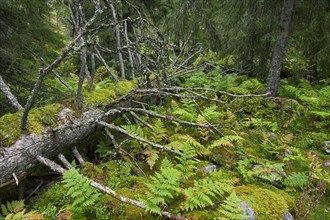Fallen tree trunk covered in moss left to rot in old-growth forest