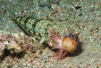 Close-up of variegated lizardfish
