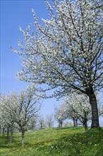 Orchard with cherry trees blossoming