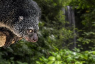 Sulawesi bear cuscus