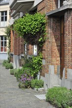 Clilmbing plant and flowers decorating house front