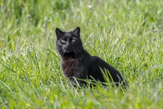 Domestic black cat