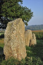 Standing stones at the Dolmen d'Oppagne