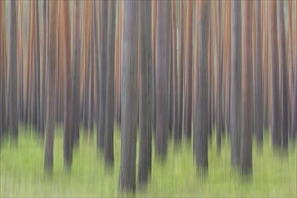 Abstract image of motion blurred Scots Pine