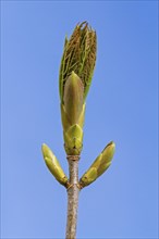 Buds and emerging sycamore maple