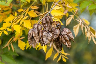 Seed pods and leaves of goldenrain tree