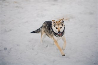 Cute tricolor mongrel dog running in the snow at a homeless animal shelter