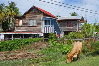 Cow grazing in front of traditional wooden houses in rural Guyana