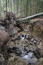 Storm damage in woodland showing fallen trees by water erosion along brook after hurricane passage