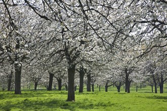Blooming cherry trees in orchard in spring