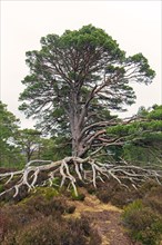 Old Scots pine