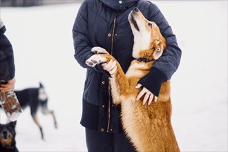 Homeless cute mongrel dog looks into the eyes of its owner in a dog shelter