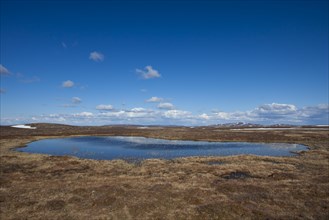 Pond in moorland at the Flatruet plateau