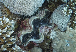 Large giant clam