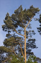 Tree top of Scots Pine
