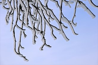 Twigs of tree covered in white hoar frost and snow in winter showing ice crystal formation pointing in same direction by wind