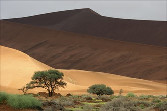 Sand dunes and camelthorn trees