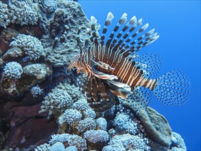 Pacific red lionfish