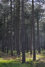 Coniferous forest with European black pines
