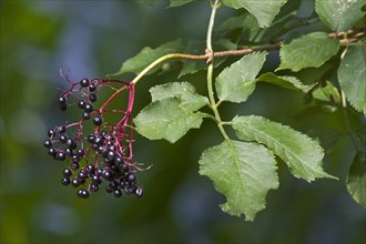 Berries and leaves of black elder