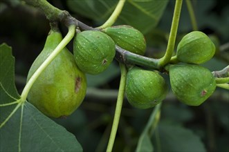 Close up of figs ripening on common fig