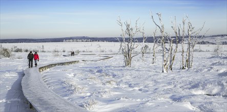 Two walkers walking in the snow in winter at the Hoge Venen