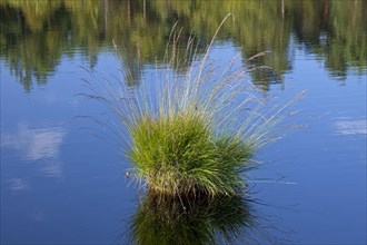 Tussock of purple moor grass