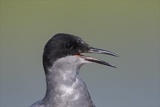 Close up portrait of black tern
