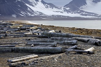 Logs from Siberia washed ashore as driftwood on beach at Svalbard