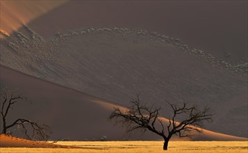 Dead trees in front of red sand dune of the Sossusvlei