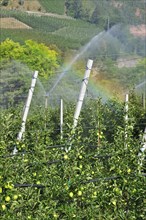 Apple tree orchard being sprinkler irrigated at Val di Non