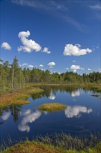 Moorland with pond and pine forest in Sweden