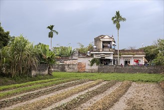 Field and farmhouse near Halong Bay