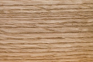 Wood grain of northern red oak