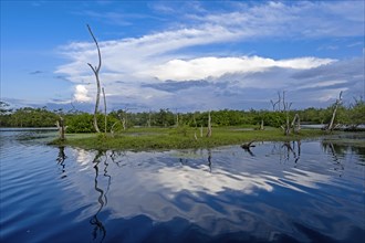Marshland in the Bigi Pan Nature Reserve in Nieuw Nickerie