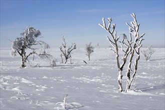 Moorland with trees covered in white frost in winter at the Hoge Venen