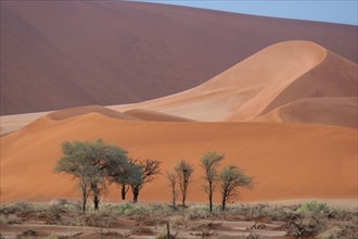 Sand dunes and camelthorn trees
