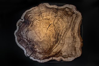 375 year old Montezuma bald cypress