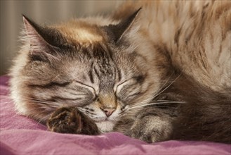 Persian Longhair cat sleeping in house