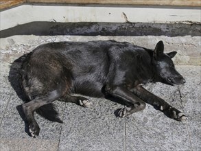 Tired street dog sleeping in the sun