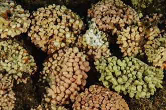 Underwater photo of calcareous red algae