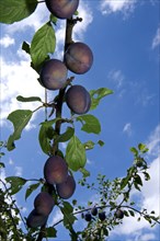 Ripe plums growing on branch of plum tree