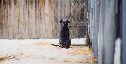 Cute black homeless mongrel dog looks lonely and sad at the camera in a shelter for homeless dogs