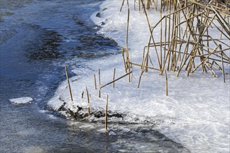 Reed stems along pond